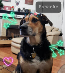 Pancake