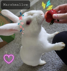 Marshmallow