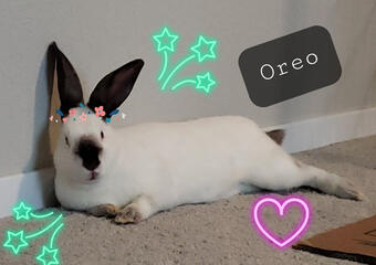 Oreo